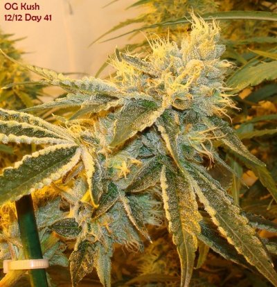 Medical Grow – Coco, 1200w. [Himalayan Gold & OG Kush]