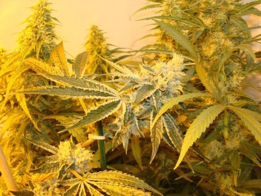 Medical Grow – Coco, 1200w. [Himalayan Gold & OG Kush]
