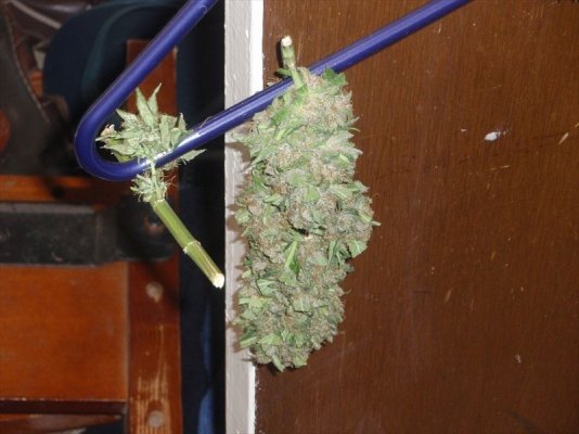 purp diesel.jpg