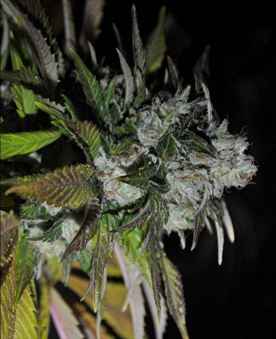 chemo x og.jpg