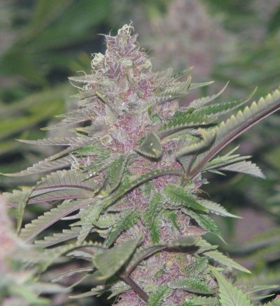 Purple Gangsta