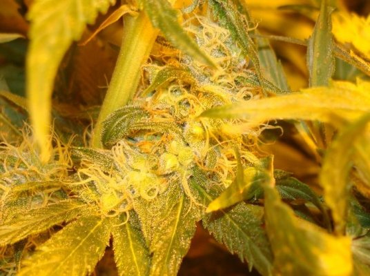 Medical Grow – Coco, 1200w. [Himalayan Gold & OG Kush]