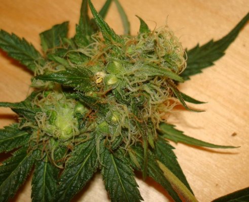 Medical Grow – Coco, 1200w. [Himalayan Gold & OG Kush]