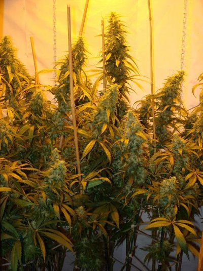 Medical Grow – Coco, 1200w. [Himalayan Gold & OG Kush]