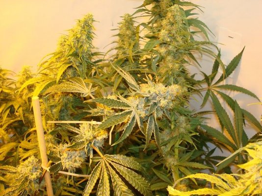 Medical Grow – Coco, 1200w. [Himalayan Gold & OG Kush]