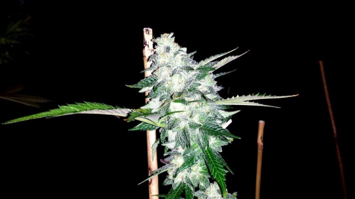 Jdubs Green Ribbon and more..