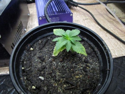 seeds rec 002.JPG
