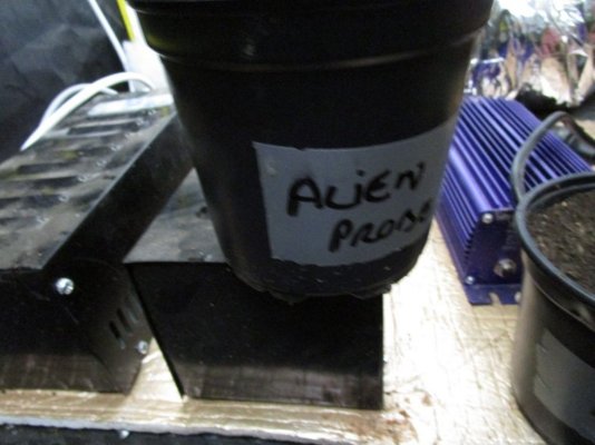 seeds rec 007.JPG