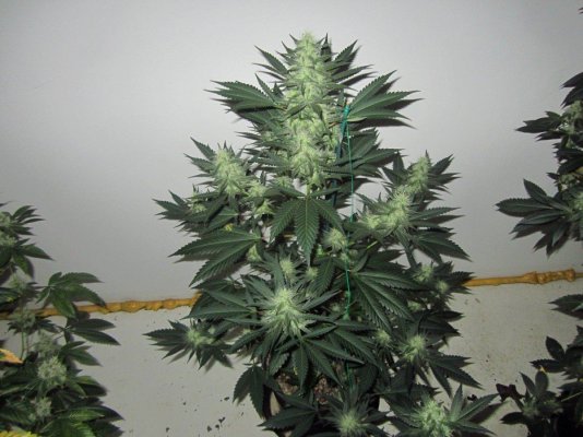 Let's See Your Frostiest Flowers