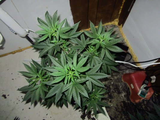 The Pollen Chuckers Club! Homemade Crosses only...
