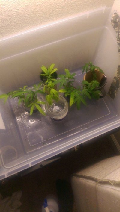 IMAG0233.jpg