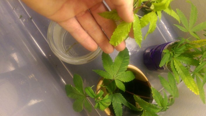 Clones Help