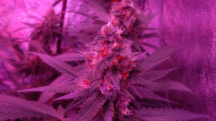 Blueberry X Larry Og And Tut X Purple Widow Led Grow