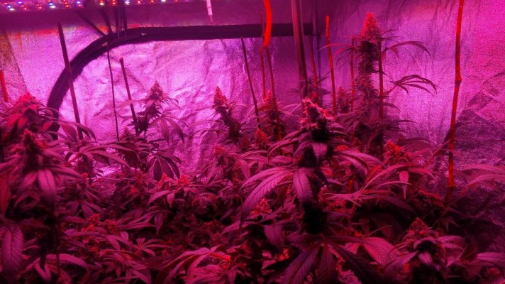 Blueberry X Larry Og And Tut X Purple Widow Led Grow