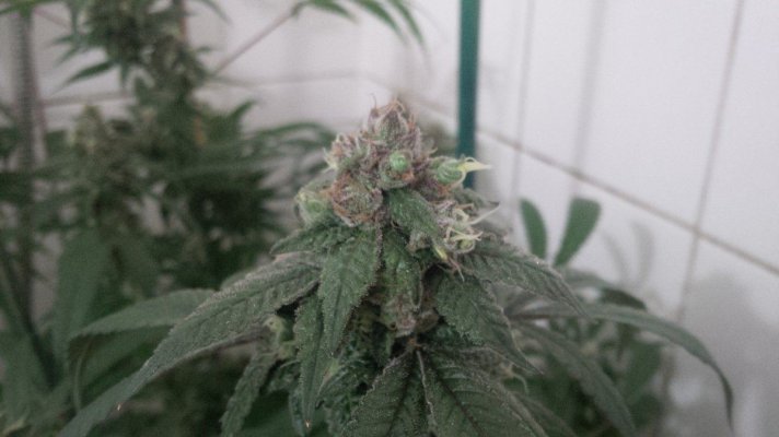 Blueberry X Larry Og And Tut X Purple Widow Led Grow