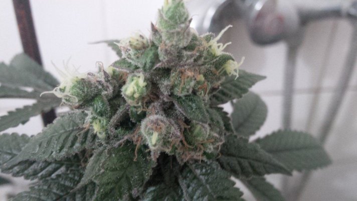 Blueberry X Larry Og And Tut X Purple Widow Led Grow
