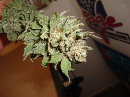 Welcome To The Inferno- Cbdemon Grow 2015