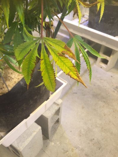 Need Help Diagnosing Dying Fan Leaves