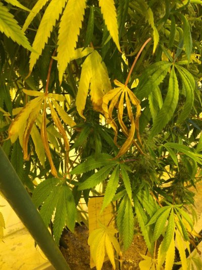 Need Help Diagnosing Dying Fan Leaves