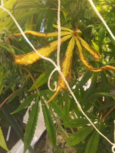 Need Help Diagnosing Dying Fan Leaves