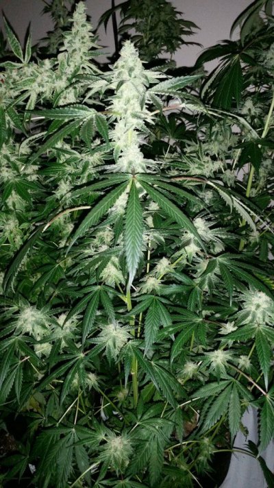 Obs, Seed Junky, Golden Lion Genetics
