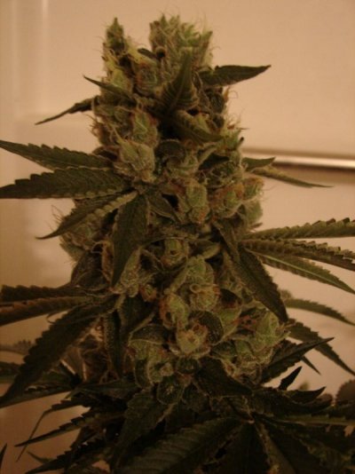 MG's Genetics Bakery