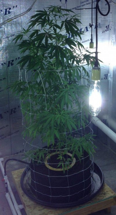 Getto Trees Part 2