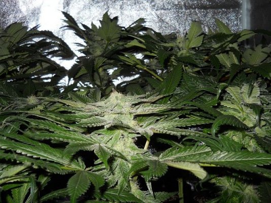 Pk x bdd day 41 3