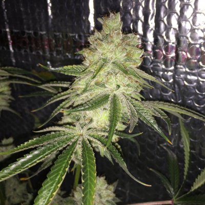 Let's See Your Frostiest Flowers