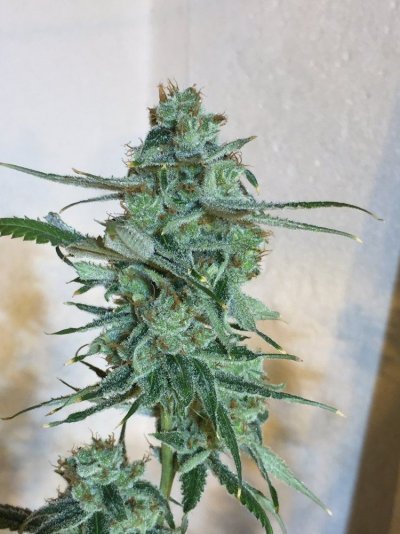super-lemon-haze-3.jpg
