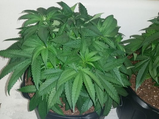 need-help-with-my-first-clones.jpg