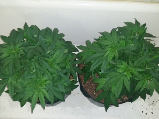 need-help-with-my-first-clones-2.jpg