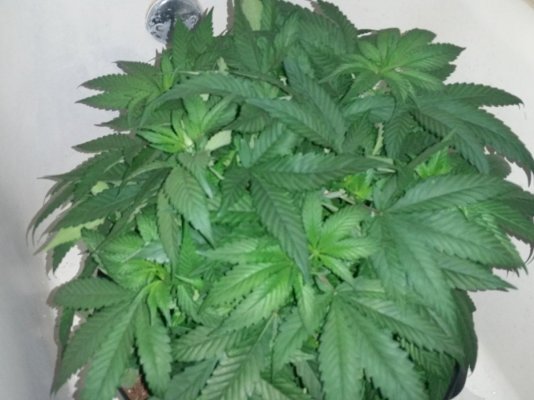 need-help-with-my-first-clones-3.jpg