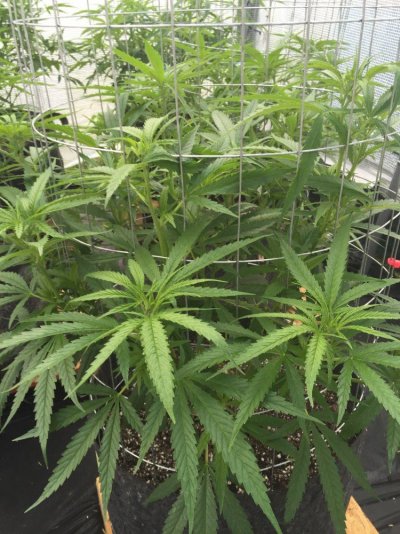 Greenhouse/outdoor Grow 5 Sour Diesel