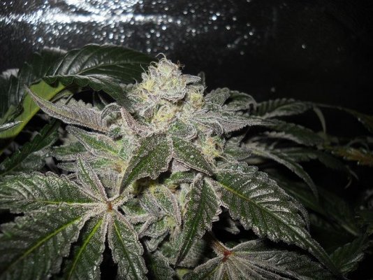 Pk x bdd day 57 c