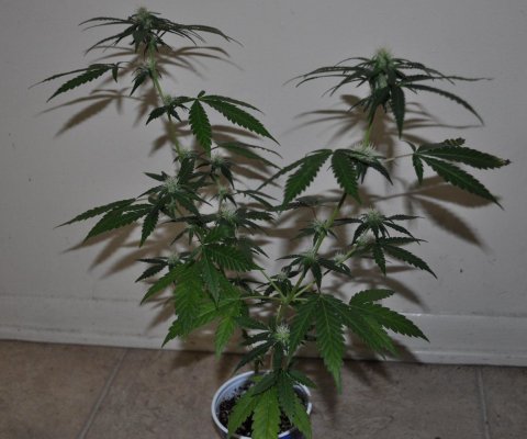 Franchise: Cherry Diesel