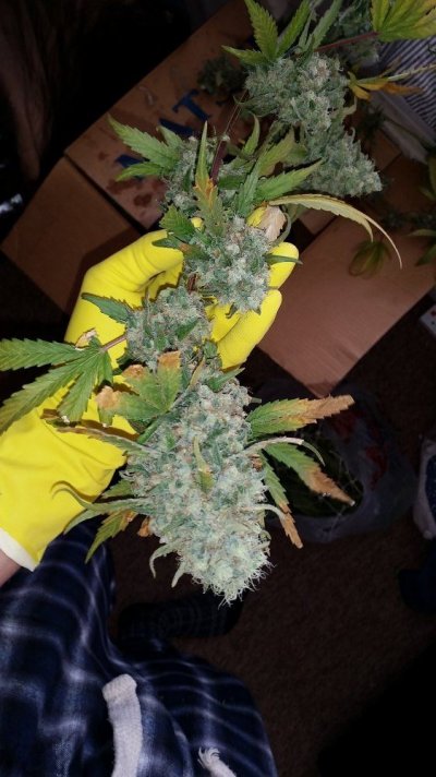 buds-buds-and-more-buds-2.jpg
