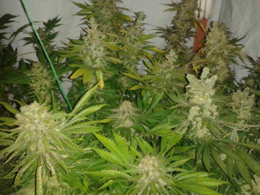 Root Bound Blue Cheese
