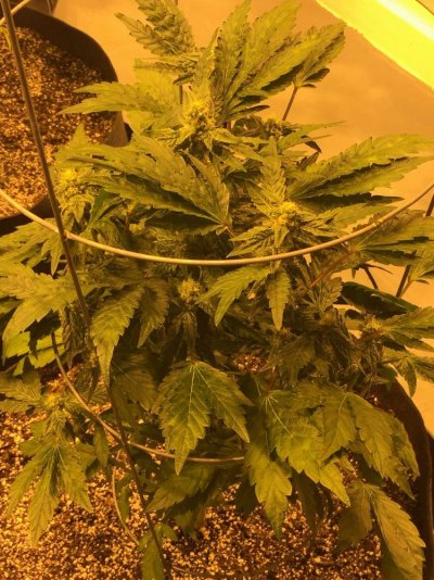 pheno-hunting-on-some-gsc-s1-2.jpg