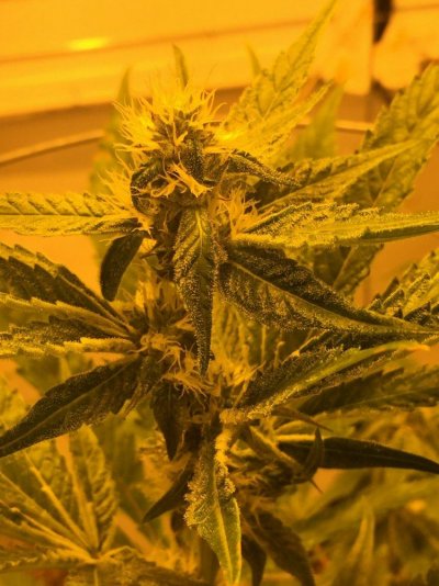 pheno-hunting-on-some-gsc-s1-6.jpg