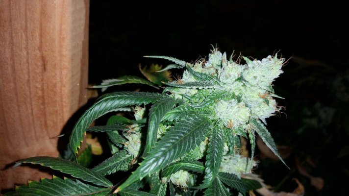 Has Anyone Used Bud Factor X In Veg?