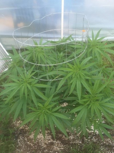 Greenhouse/outdoor Grow 5 Sour Diesel
