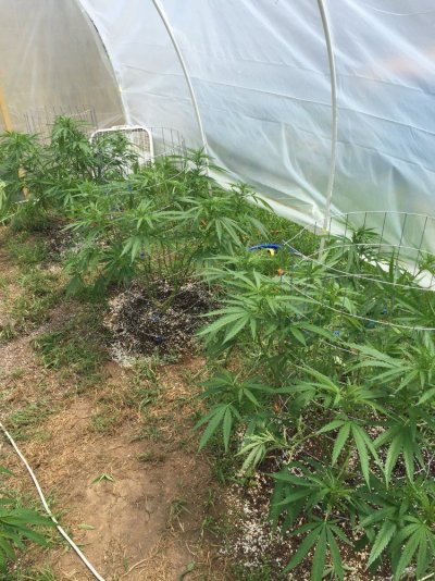 Greenhouse/outdoor Grow 5 Sour Diesel