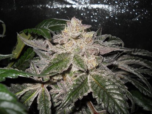 Pk x bdd day 64 1