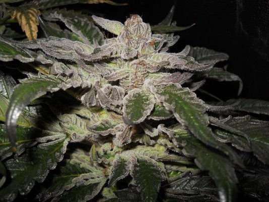 Pk x bdd day 64 2
