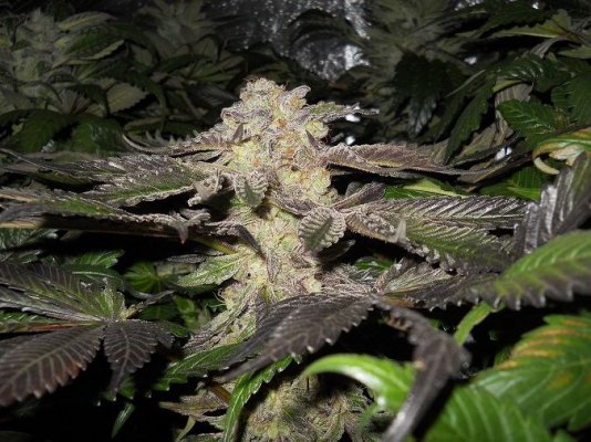 Pk x bdd day 64 5