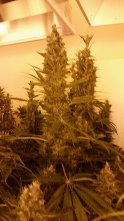 Sour Dubble Crosses By Cannarado #stupid Loud