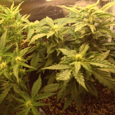 Auto flower flowering problems