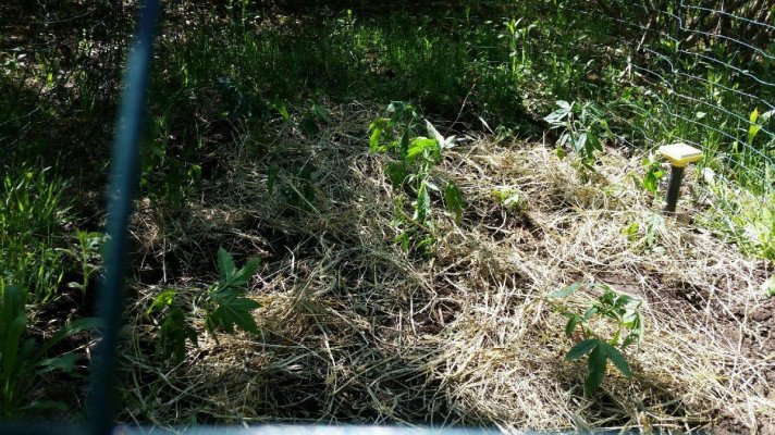 Ffa  Out Doors Is As Close To Rks Skunk I Have Seen Since The Late 80's