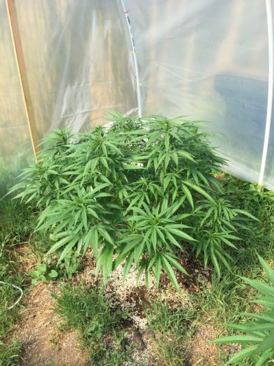 Greenhouse/outdoor Grow 5 Sour Diesel
